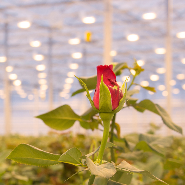 Greenhouse financing