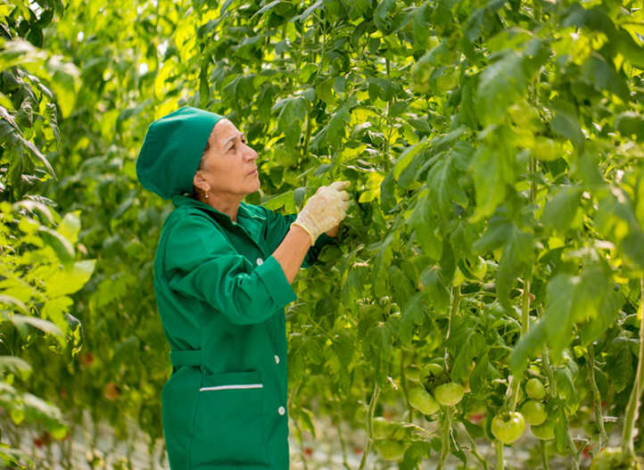 AZERBAIJAN: GROWING TOMATOES, SAVING WATER