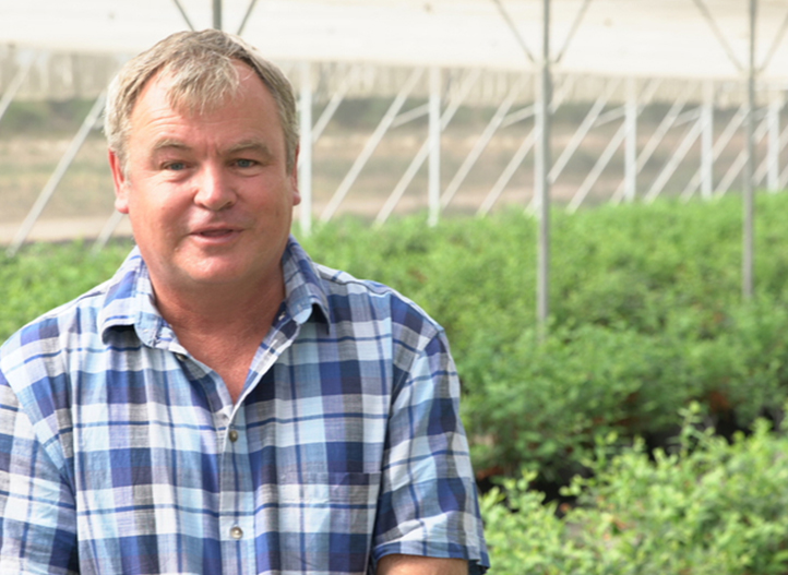 SOUTH AFRICA: SOILLESS BLUEBERRIES PROTECTED FROM THE HEAT